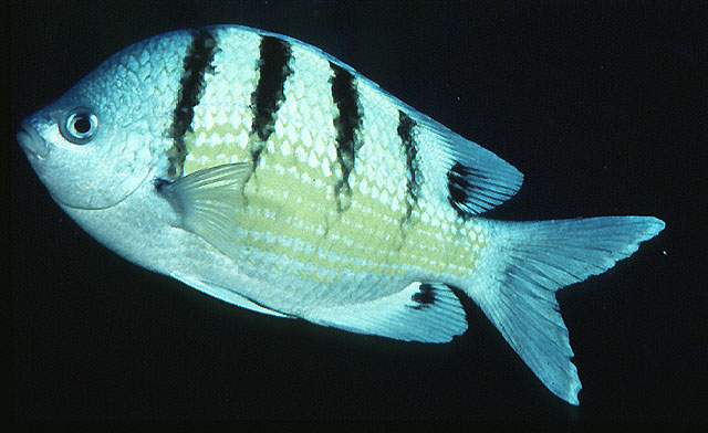 Abudefduf abdominalis.